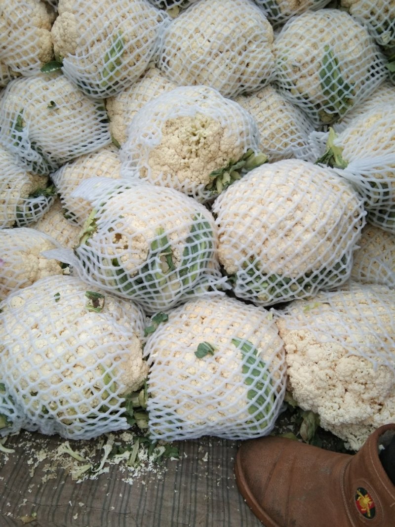 河北邯郸本地青梗白面松花大量上市了，大小适中乳白