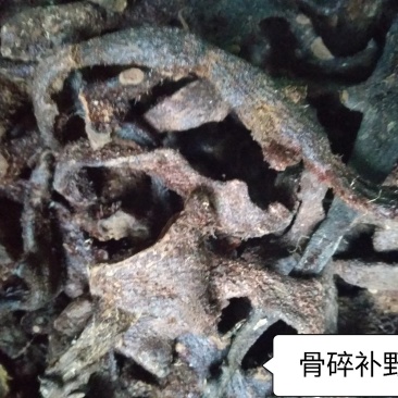 大叶骨碎补野生干货统个，鲜货