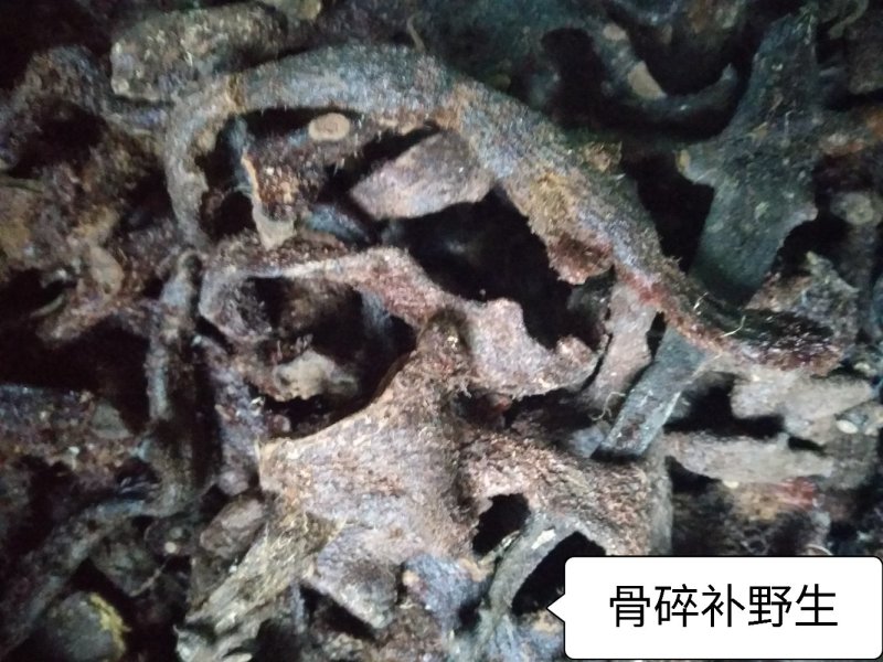 大叶骨碎补野生干货统个，鲜货