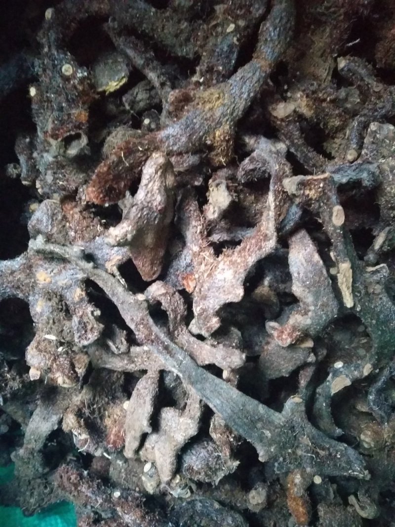 大叶骨碎补野生干货统个，鲜货
