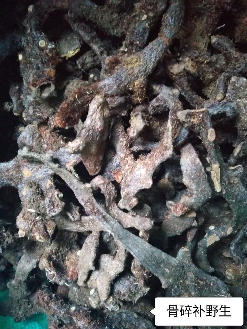 大叶骨碎补野生干货统个，鲜货