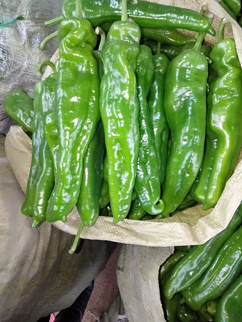 夏邑县大棚薄皮301鲜辣椒，10万亩，代收代发全国各地，