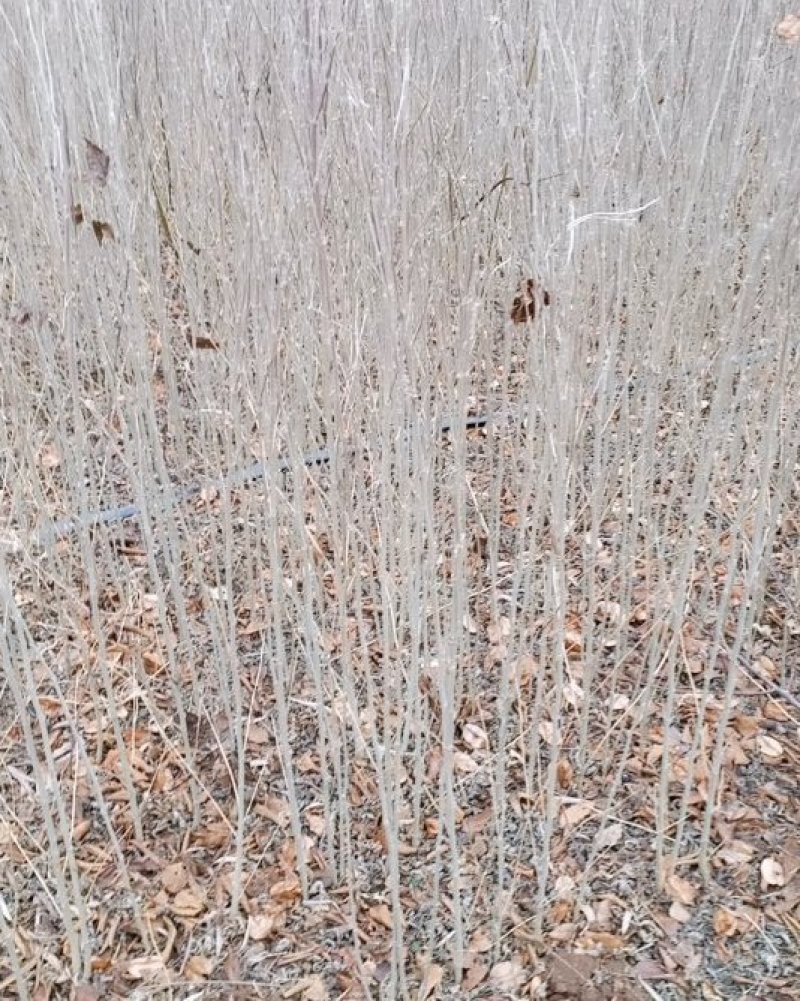 木槿精品红花木槿规格齐全基地直销欢迎选购