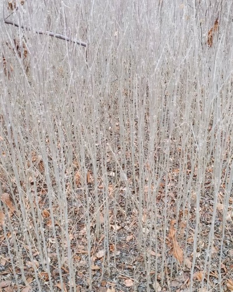 木槿精品红花木槿规格齐全基地直销欢迎选购