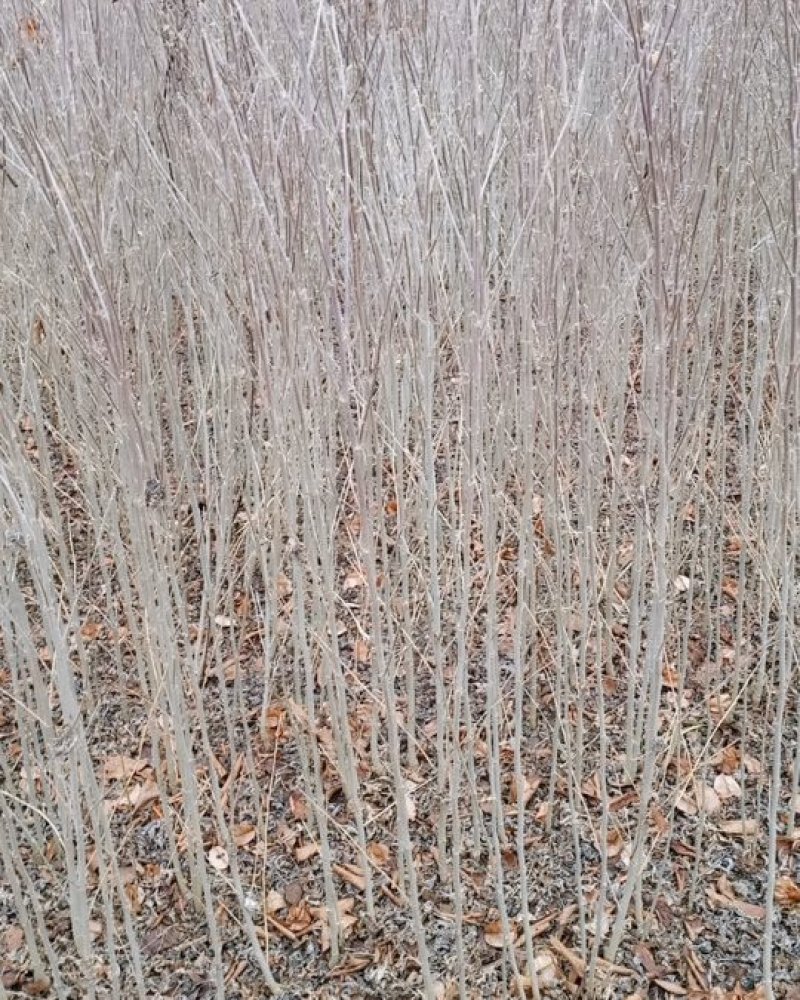 木槿精品红花木槿规格齐全基地直销欢迎选购