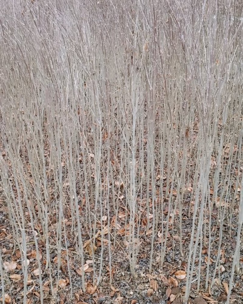 木槿精品红花木槿规格齐全基地直销欢迎选购