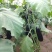黑茄王。五两以上。质量好。诚信经营。各种蔬菜。大量上市。