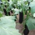 黑茄王。五两以上。质量好。诚信经营。各种蔬菜。大量上市。
