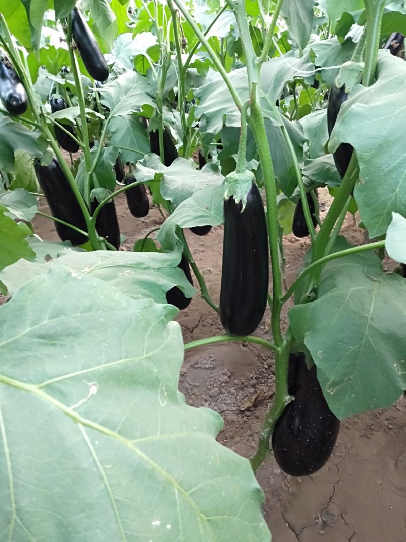黑茄王。五两以上。质量好。诚信经营。各种蔬菜。大量上市。