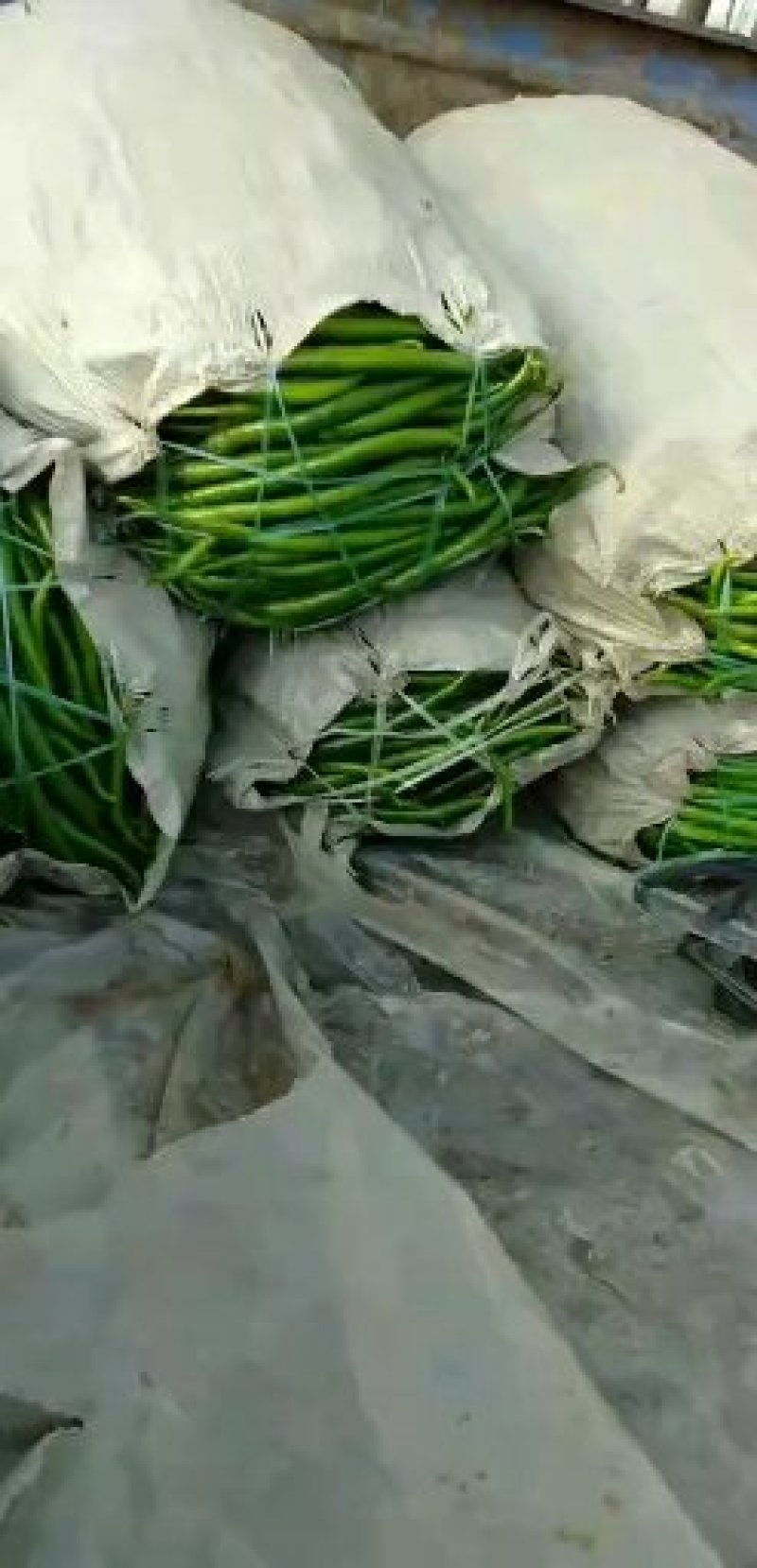 精品线椒质量好。诚信代办。各种蔬菜。基地
