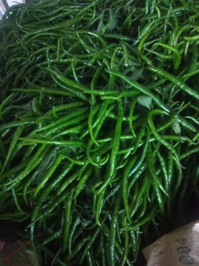 精品线椒质量好。诚信代办。各种蔬菜。基地