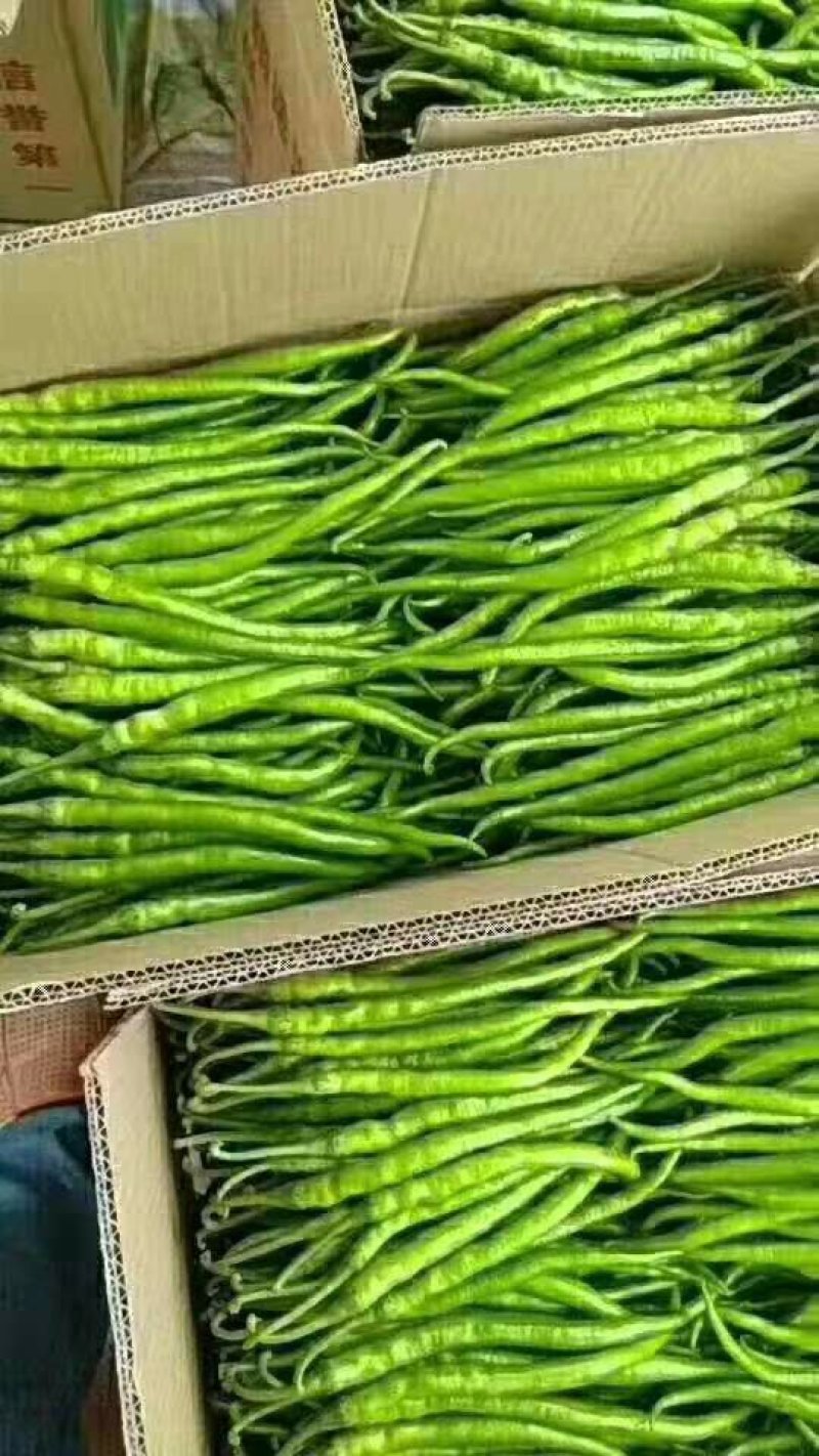 精品线椒质量好。诚信代办。各种蔬菜。基地