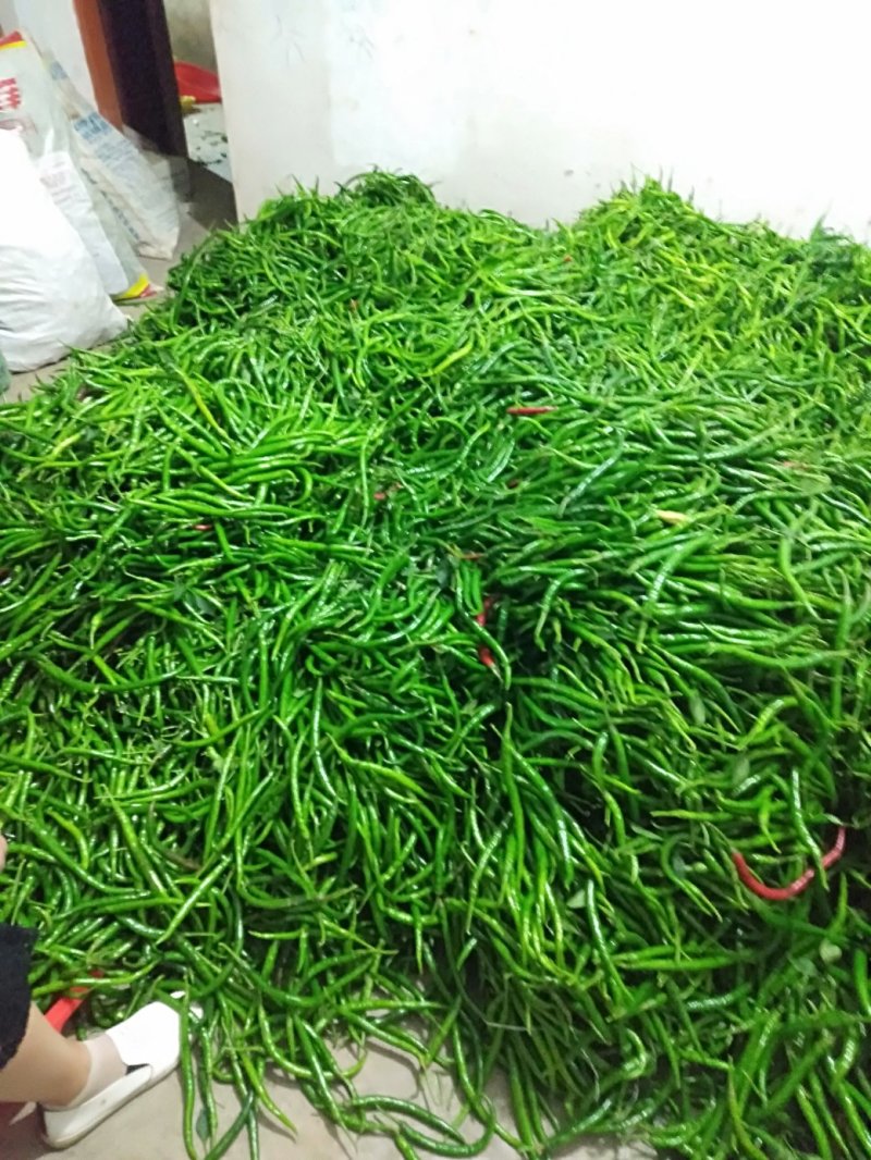 精品线椒质量好。诚信代办。各种蔬菜。基地