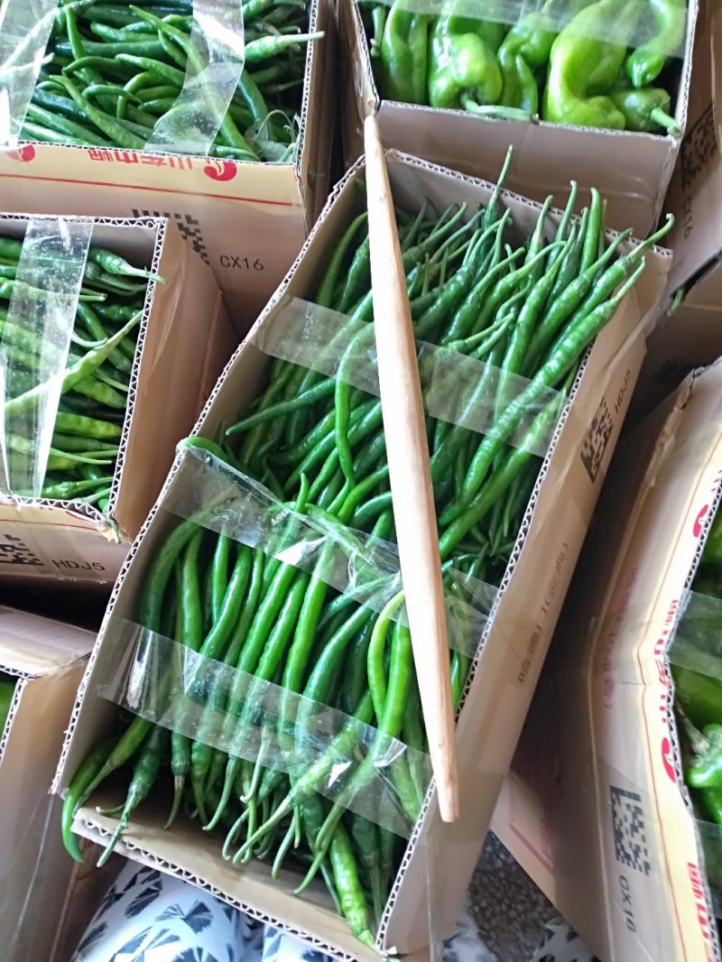 精品线椒质量好。诚信代办。各种蔬菜。基地
