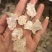 雪燕，爆米花拉丝**货，特级货都有