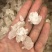 雪燕，爆米花拉丝**货，特级货都有