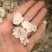 雪燕，爆米花拉丝**货，特级货都有