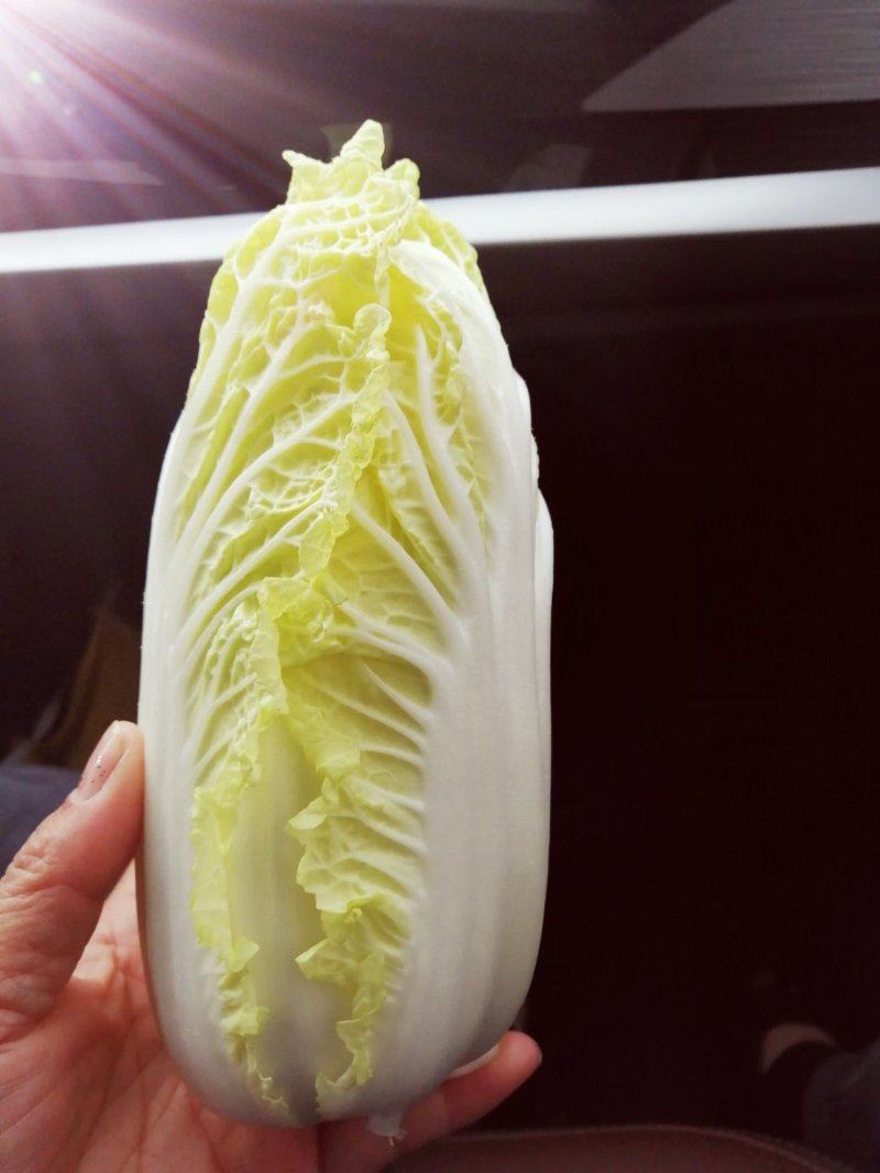娃娃菜