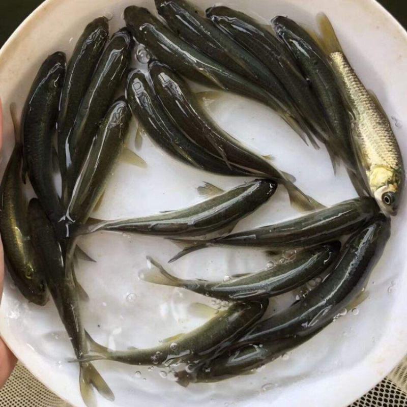 杂交鲤鱼苗+高价回收品种+免费技术指导+快大好养