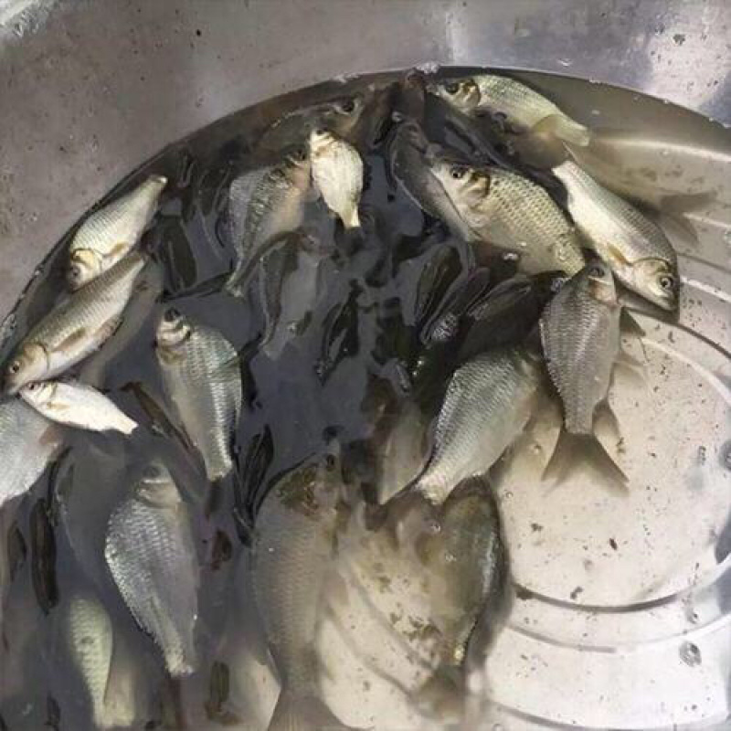 杂交鲤鱼苗+高价回收品种+免费技术指导+快大好养