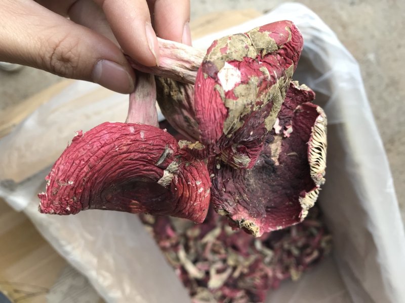 野生红菇，正红菌，平面开伞菇。
