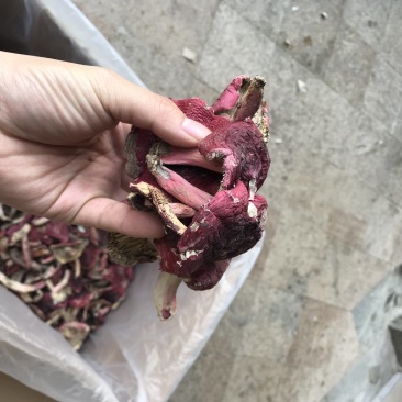 野生红菇，正红菌，平面开伞菇。