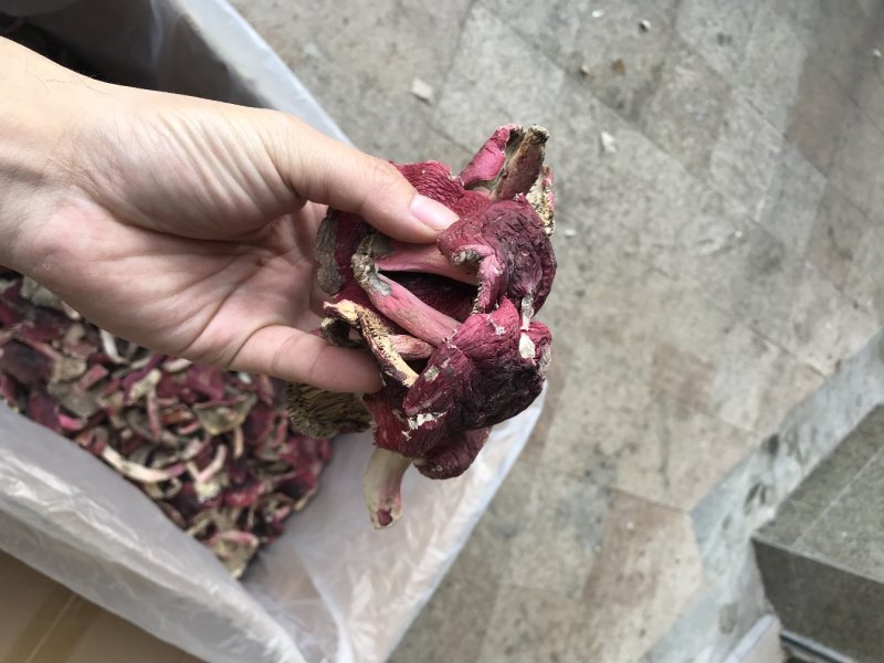 野生红菇，正红菌，平面开伞菇。