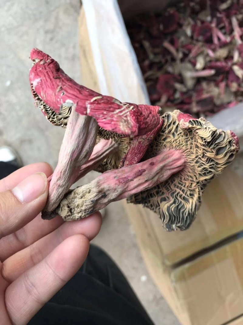 野生红菇，正红菌，平面开伞菇。