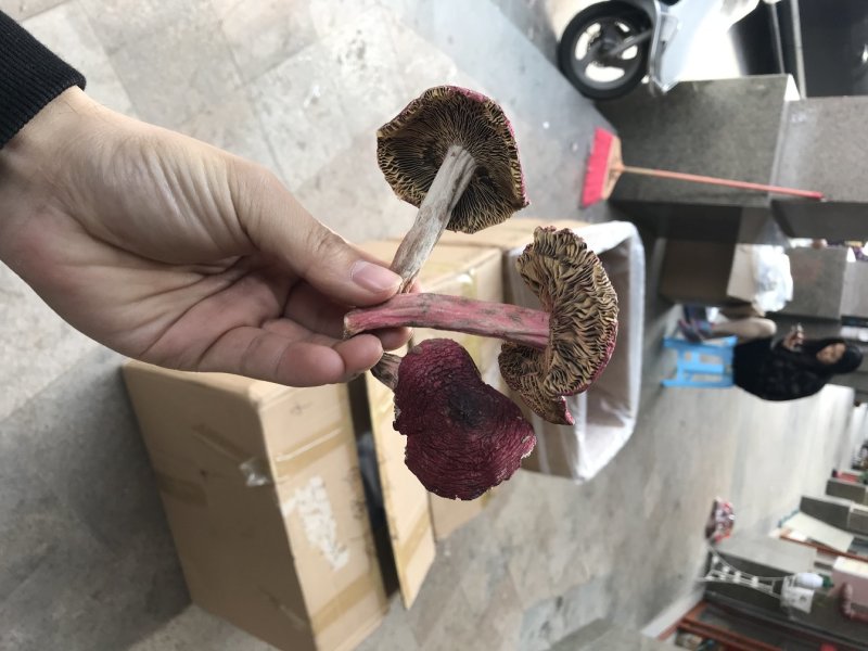 野生红菇，正红菌，平面开伞菇。