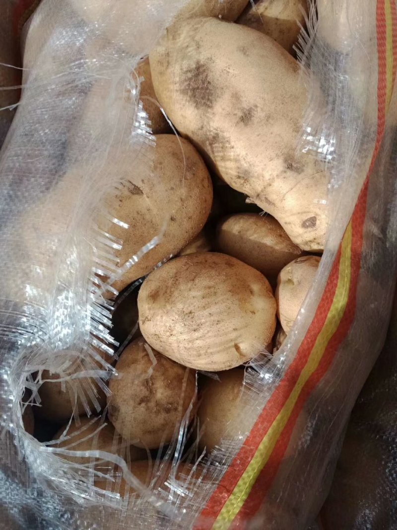 （薯都之乡乌兰察布市四子王旗）的沙土地226土豆3两起