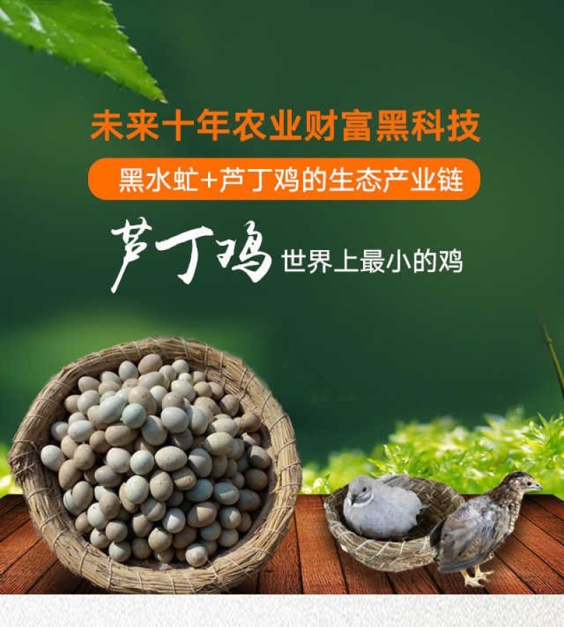 芦丁鸡种鸡