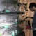 芦丁鸡种鸡