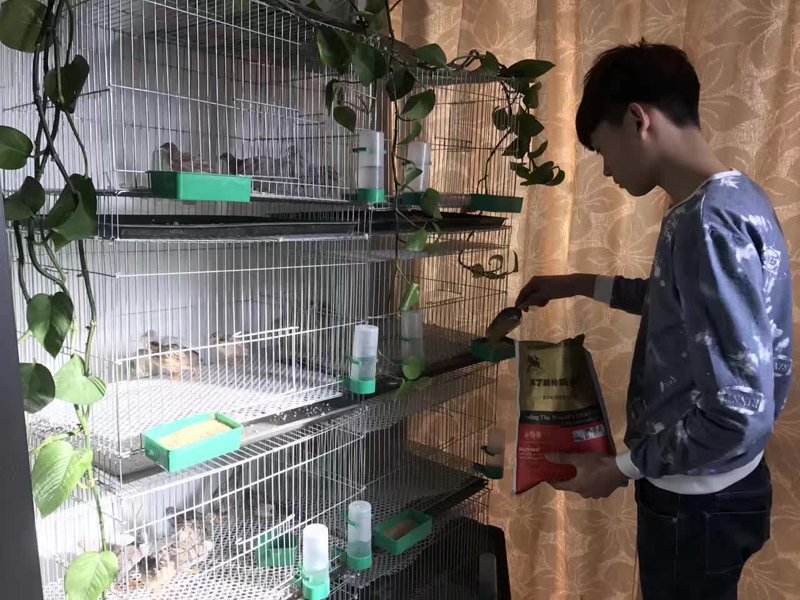 芦丁鸡种鸡