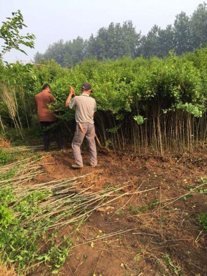 木槿精品红花木槿规格齐全基地直销欢迎选购