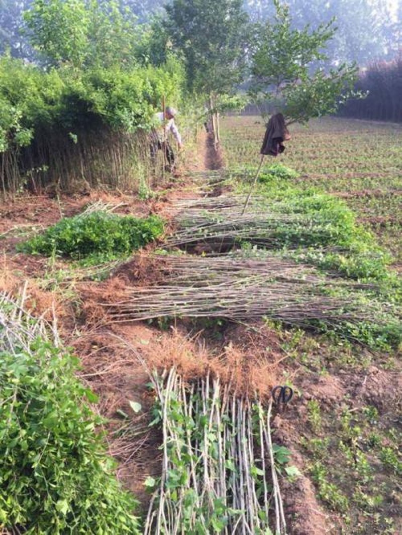 木槿精品红花木槿规格齐全基地直销欢迎选购