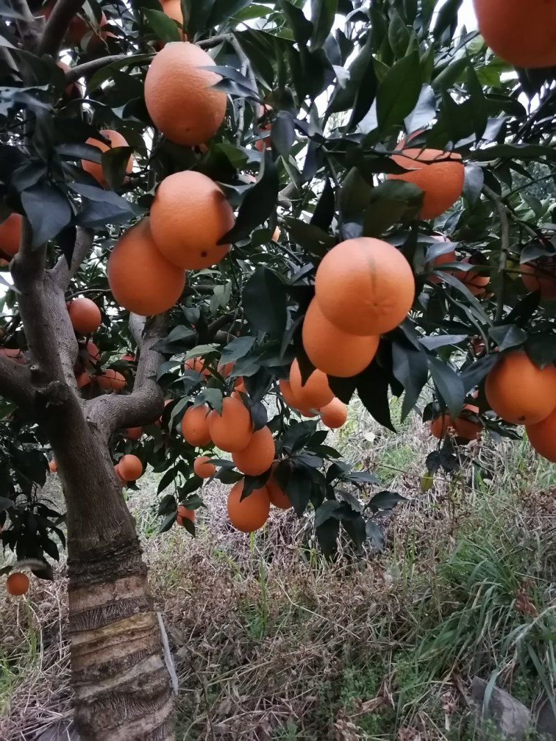 重庆奉节伦晚新鲜水果包邮，一件代发