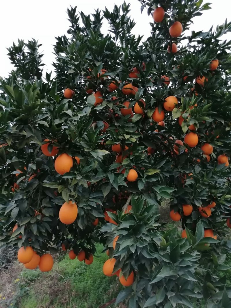 重庆奉节伦晚新鲜水果包邮，一件代发