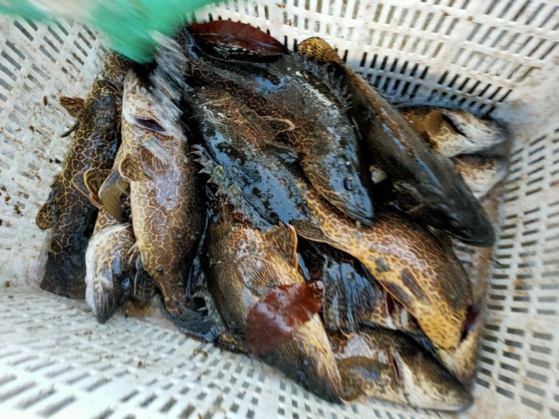 斑鳜鱼，桂鱼花季鱼活体全国发货，量大寻求合作伙伴
