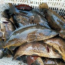 斑鳜鱼，桂鱼花季鱼活体全国发货，量大寻求合作伙伴