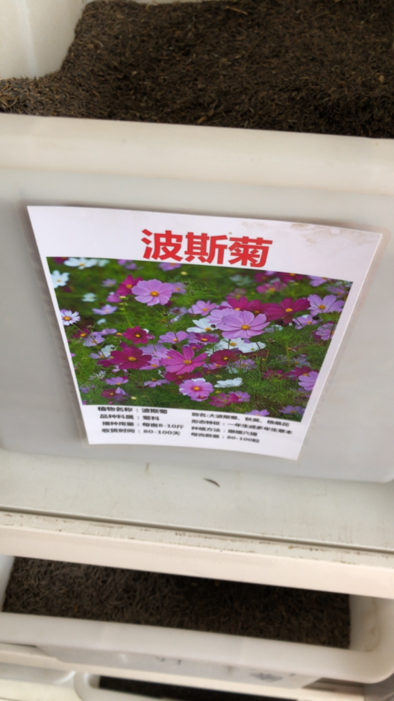 花海必备种子波斯菊种子格桑花四季可播多年生草本包邮