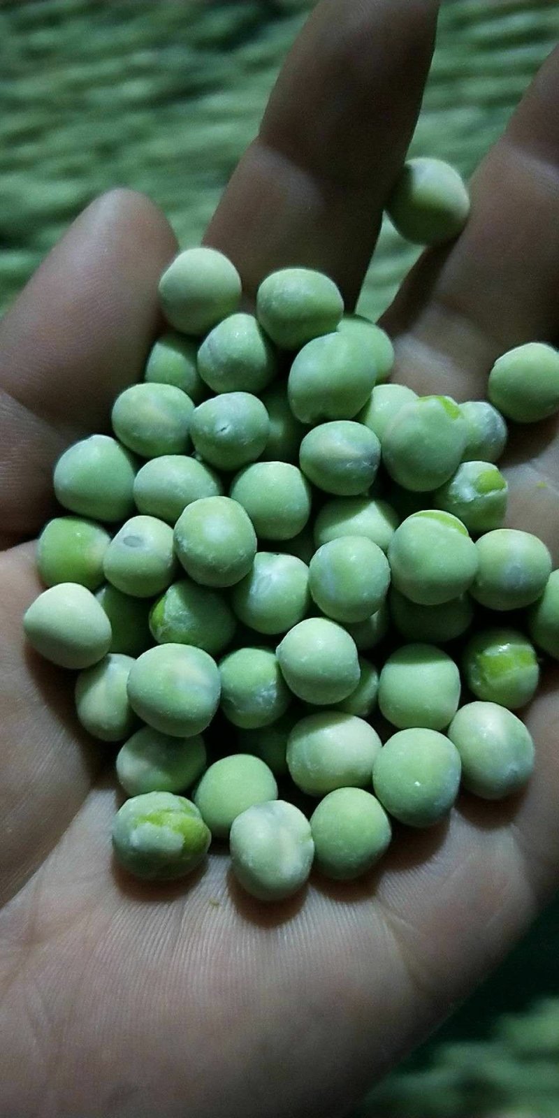 腹水青豆，青碗豆，品质好价格低，适合各大市场