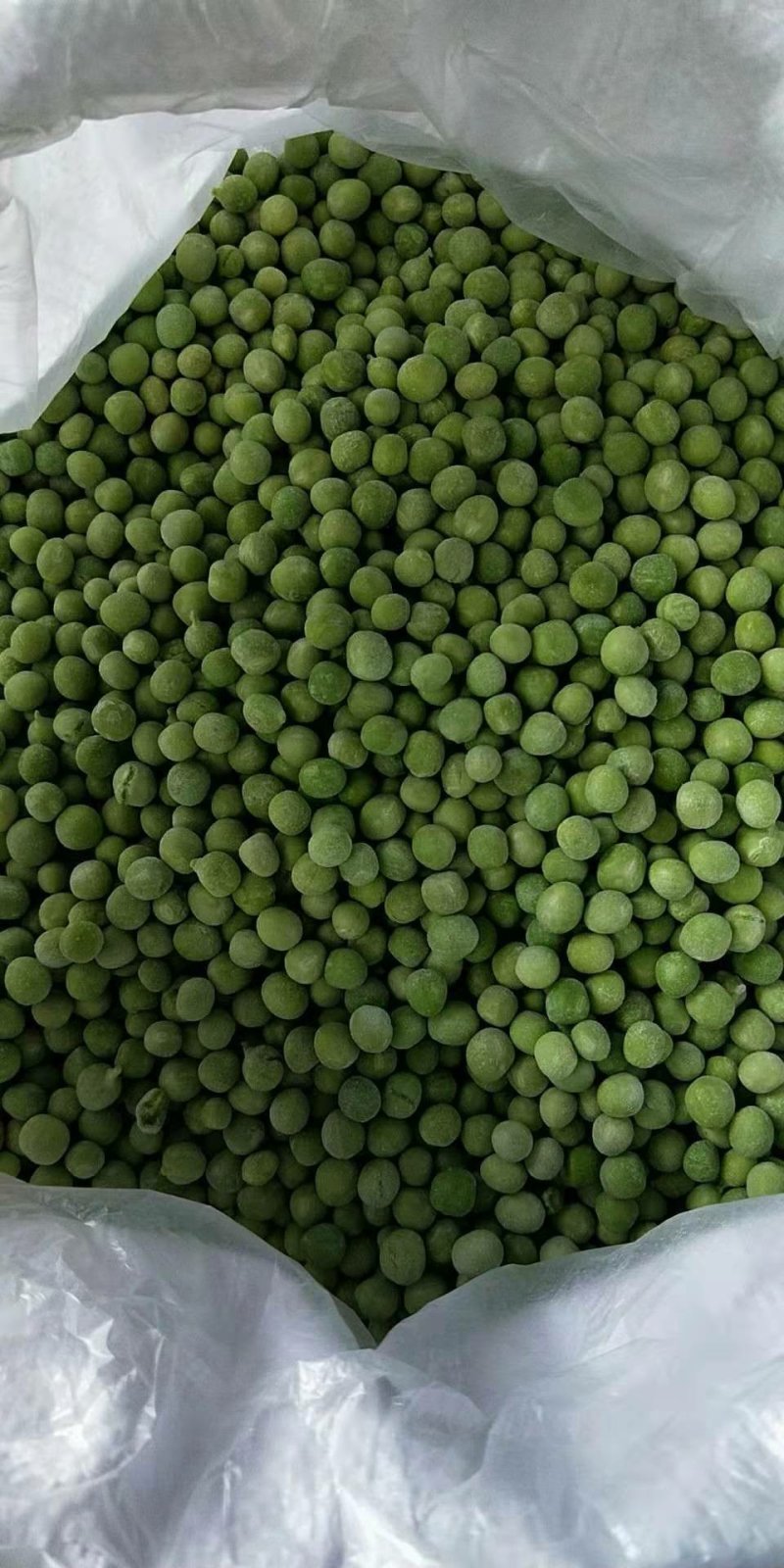 腹水青豆，青碗豆，品质好价格低，适合各大市场