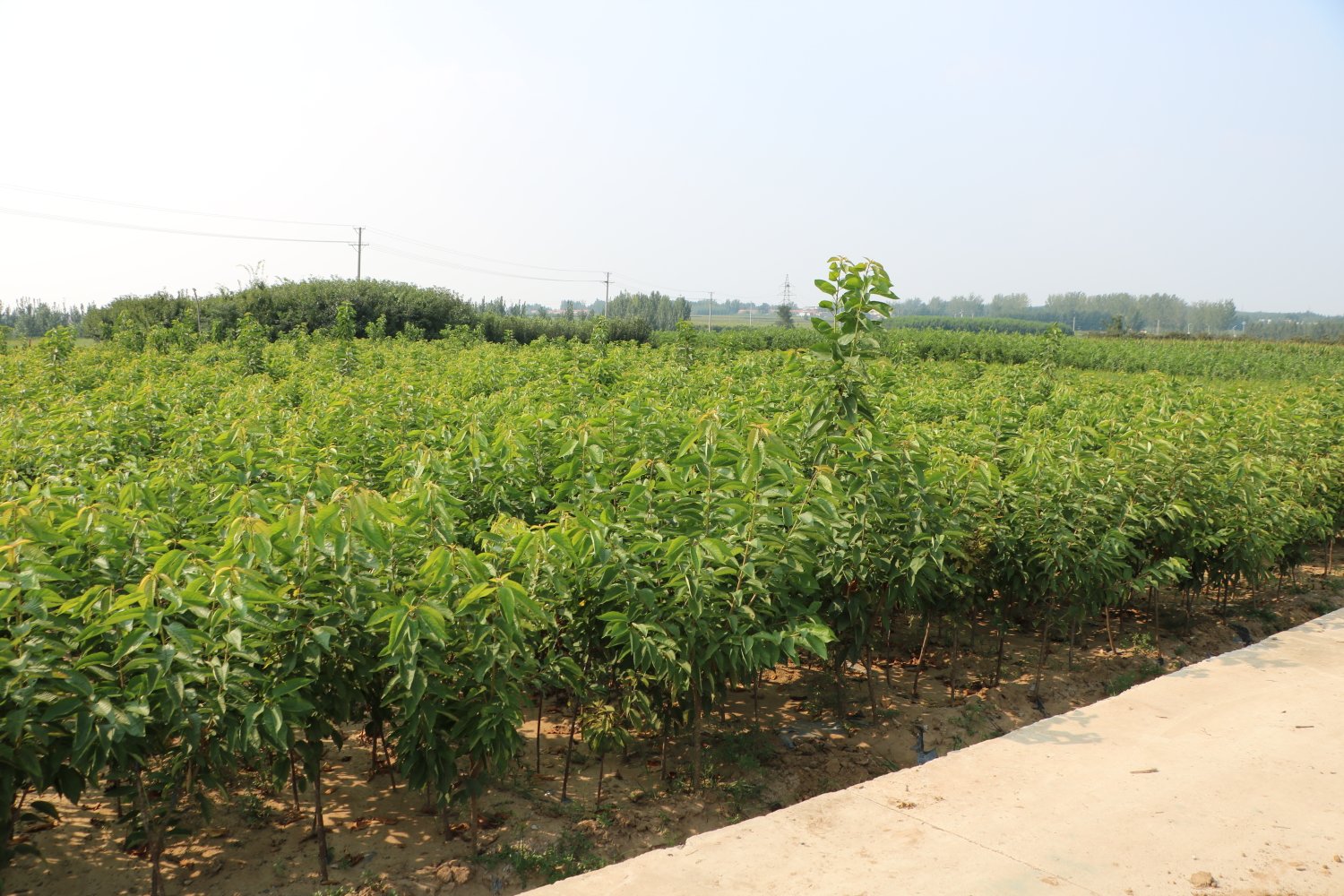 展示山东烟台连片的樱桃种植园,绿意盎然,整齐划一,远处可见农户在田间劳作 山东烟台樱桃种植园航拍图