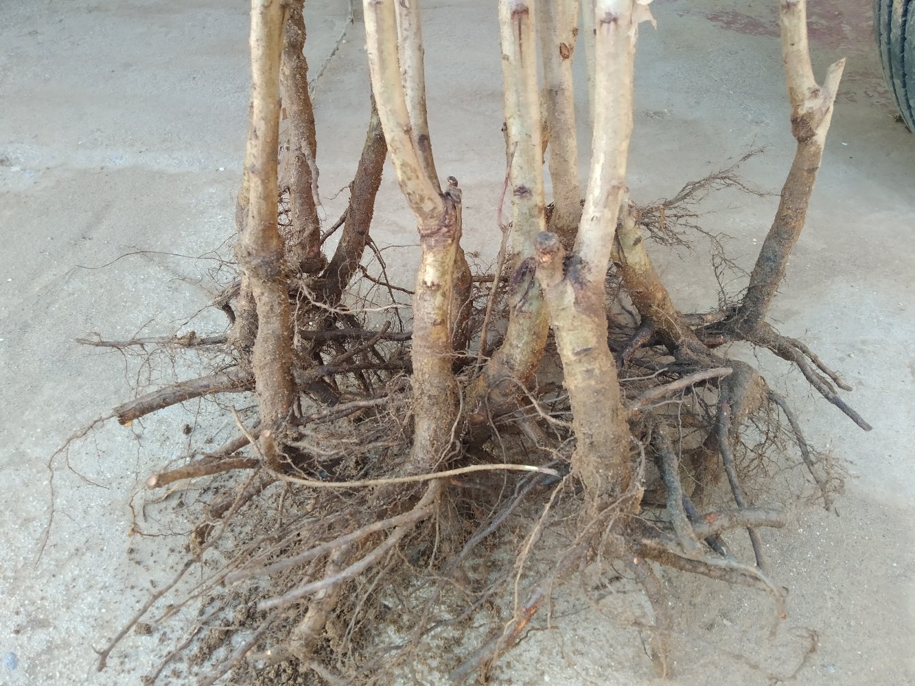 医生通过影像学检查判断樱桃核位置 医院检查场景图