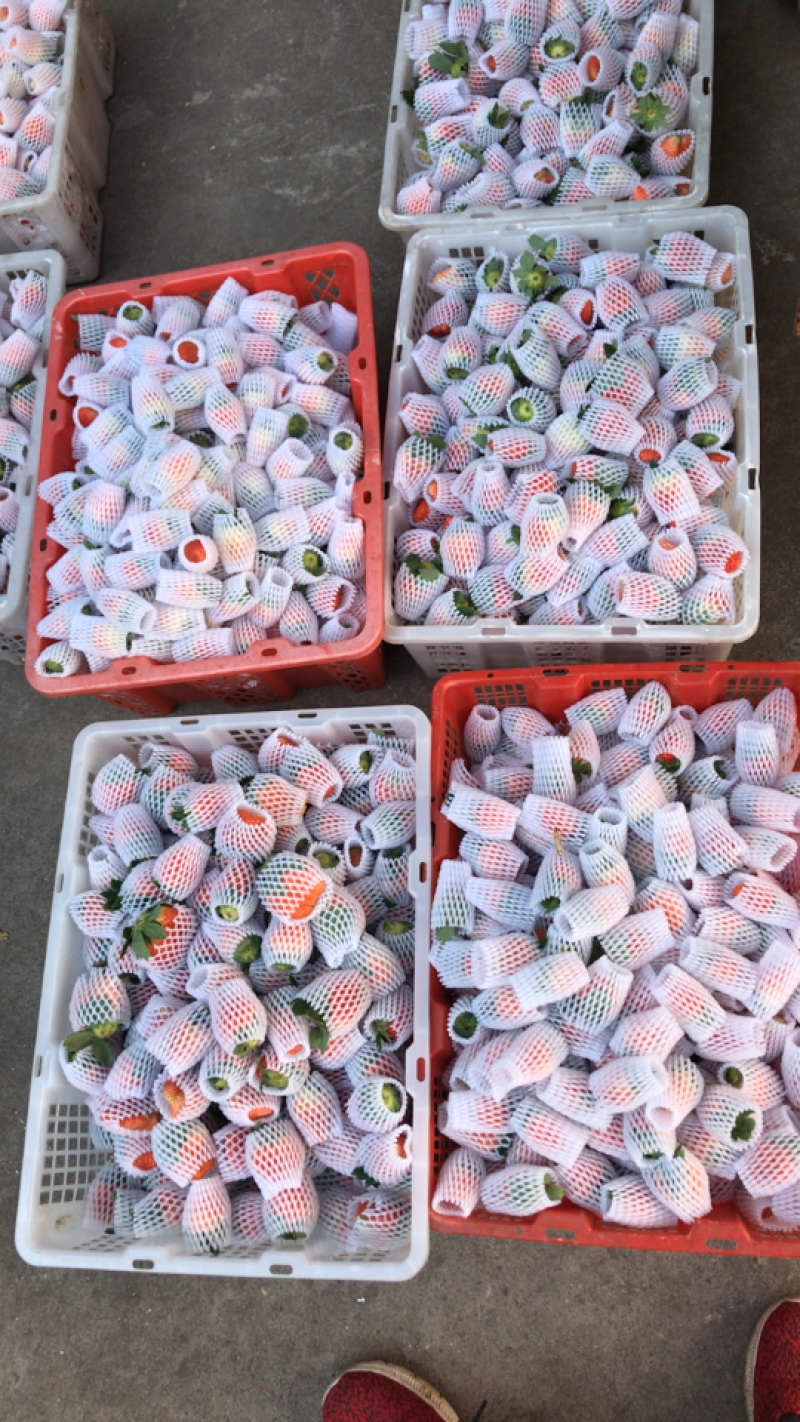 四川德昌冬草莓露天种植阳光草莓电微商一件代发，量大从优