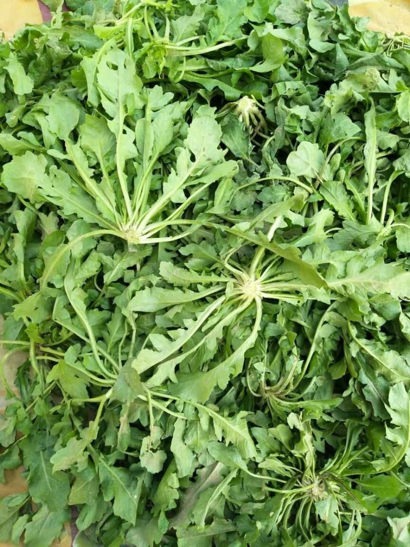 荠菜鲜荠菜现挖现发产地直发全国发货