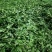 荠菜鲜荠菜现挖现发产地直发全国发货