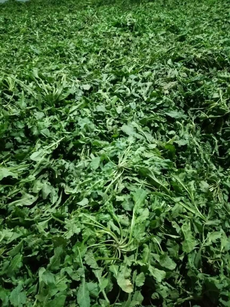 荠菜鲜荠菜现挖现发产地直发全国发货