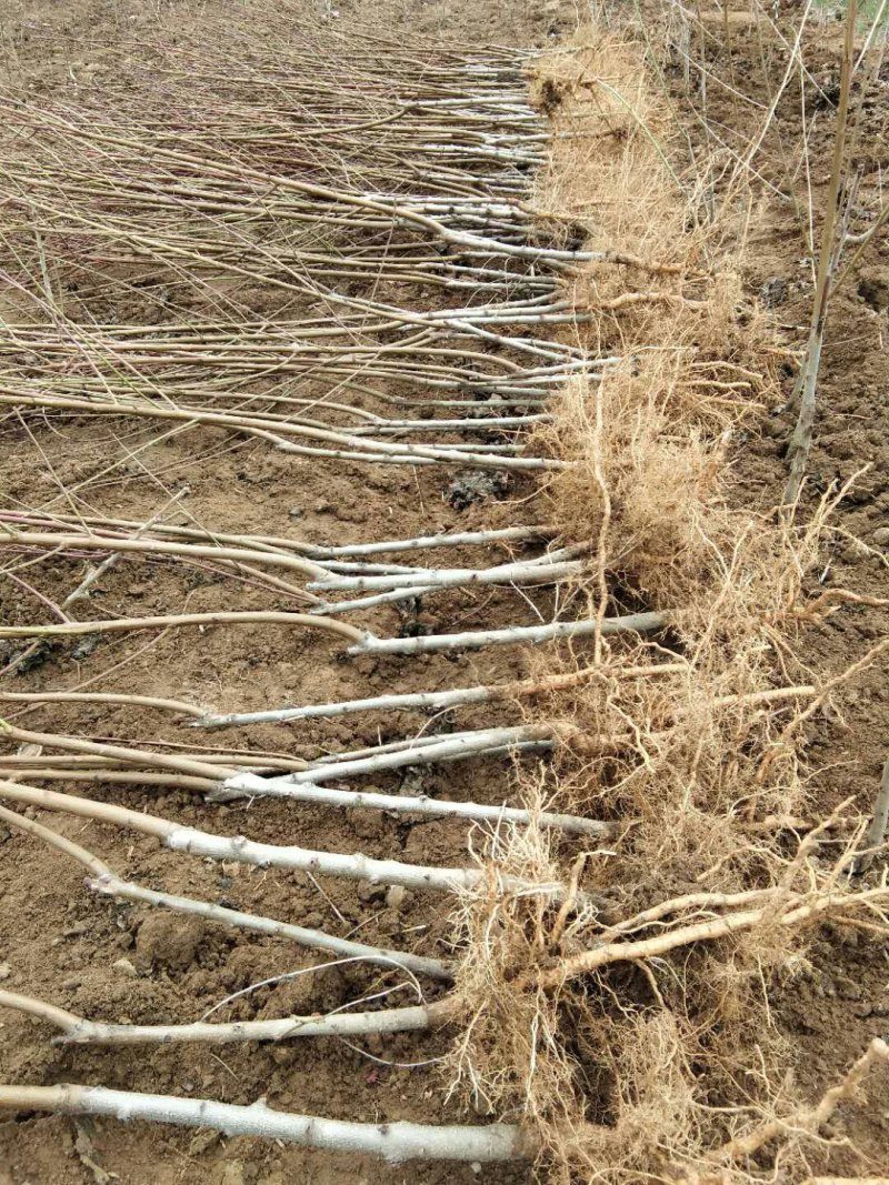 蟠桃树苗，美国红蟠桃苗，个大，甜度高品蟠桃