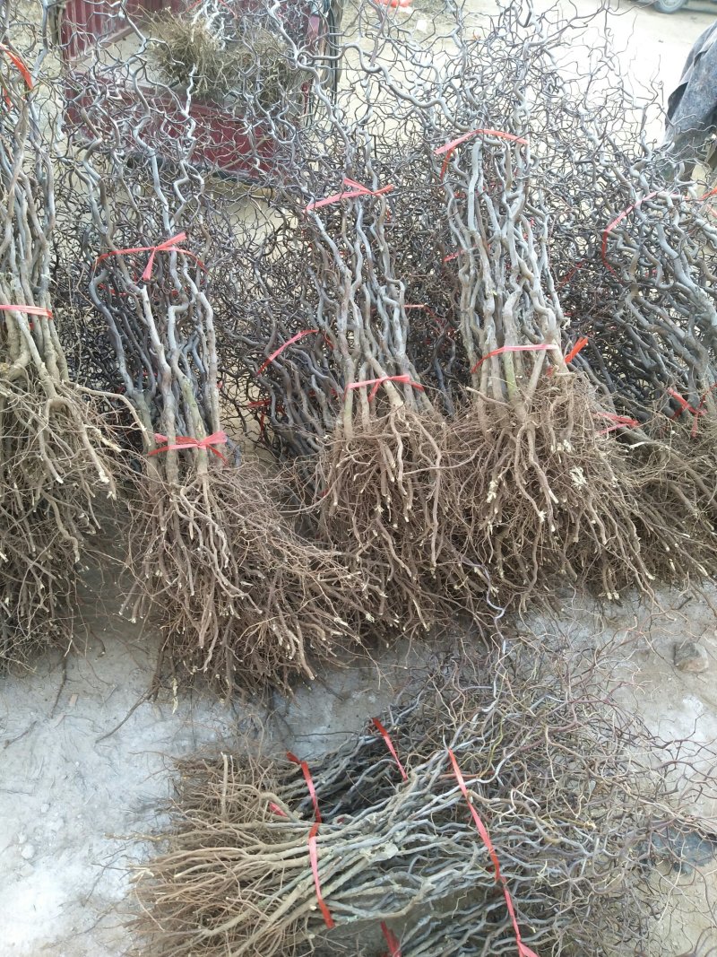 优质龙须枣树苗基地直发包成活品种量大从优只卖放心苗